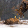 Eagle Fight