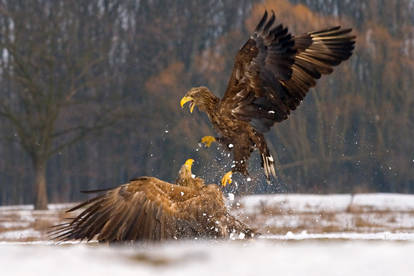 Eagle Fight