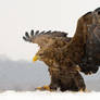 Emperor in snowfall
