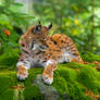 Lynx