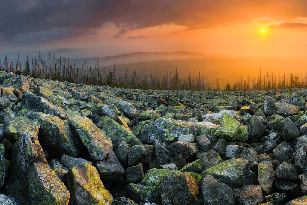 Dusk over the dead Forest