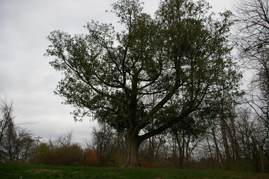 Dayen Tree The King's Tree by Daecyan on DeviantArt