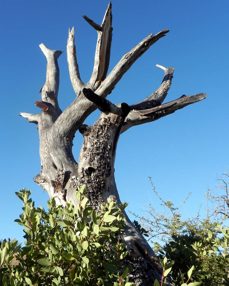 Beautiful Dead Tree by princess-zombie on DeviantArt