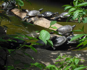 Turtles In The Mist