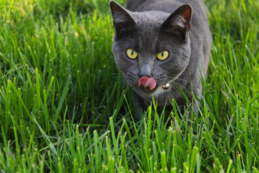 Curious Bella cat