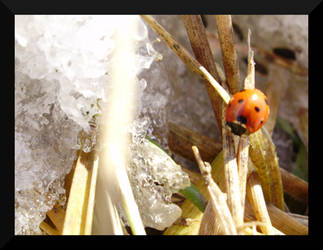 First Ladybug Of Spring