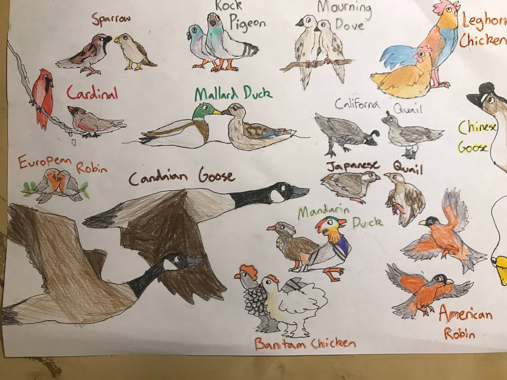 Abc Bids Deviantart Birds by Forestleaf5 on DeviantArt