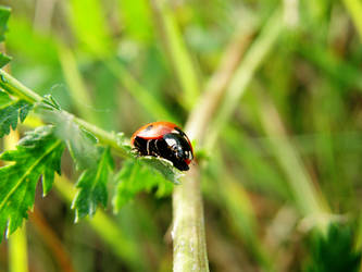 :lady bug: