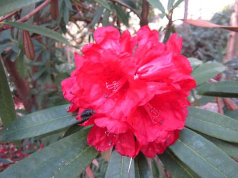 Untitled Fushia hibiscus