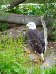 Magestic Bald Eagle