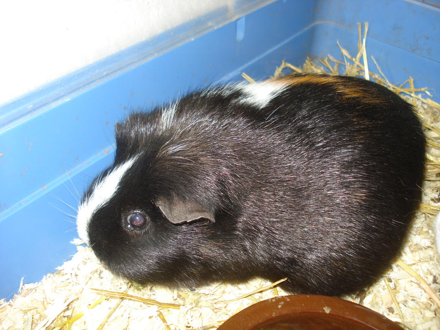 Sippie the guinea pig