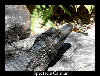 Spectacle Caiman