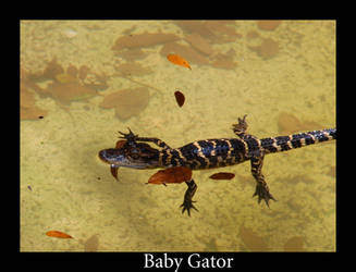 Baby Gator