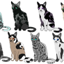 Mystery Feline Adopts