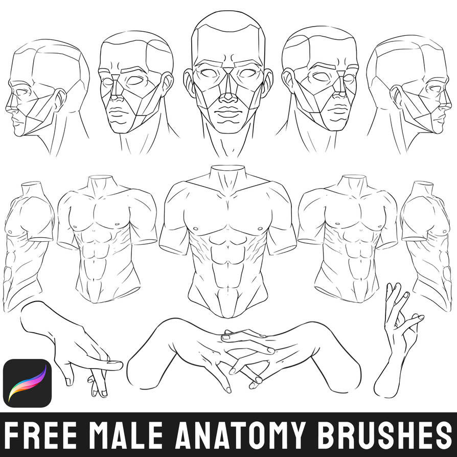 male body brush procreate free