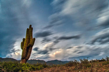 Cactus with the Night Clouds