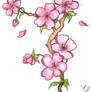 sakura flower drawing...