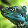 Basiliscus Plumifrons