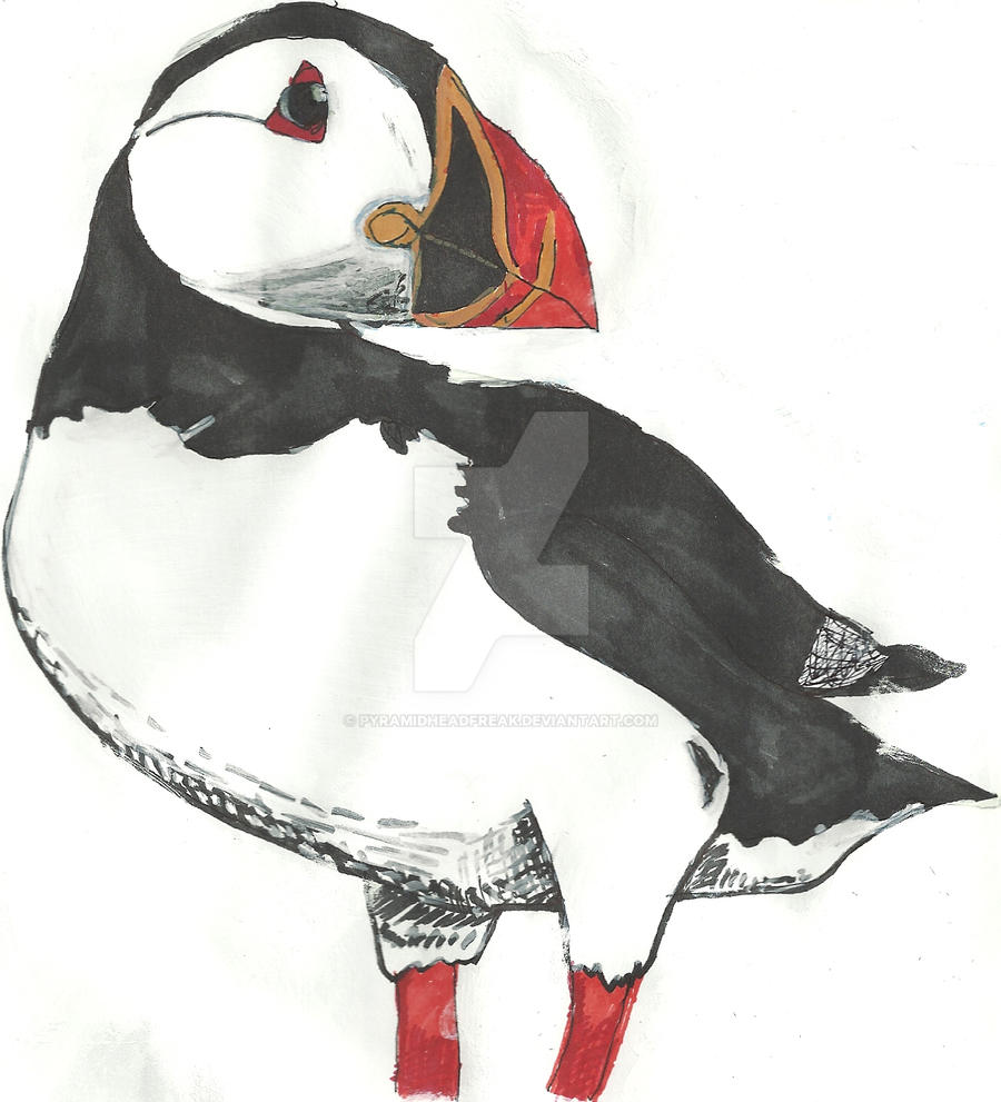 Atlantic Puffin