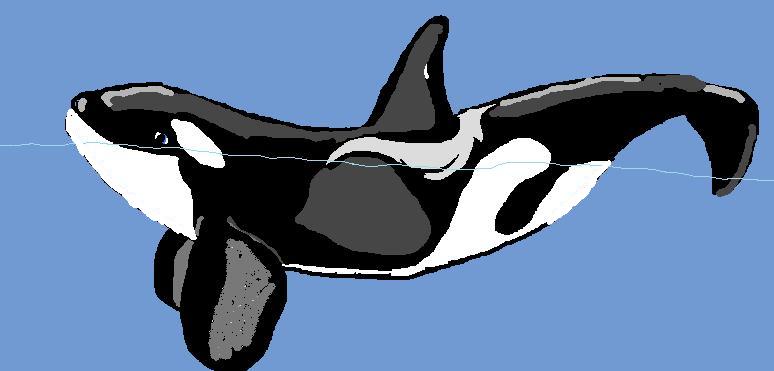 Cartoon Orca