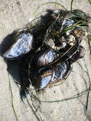 Sea Bouquet