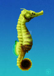 Seahorse