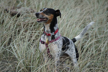 Beach Dog