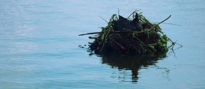 Duck protecting it's nest