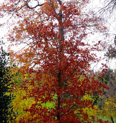 Bright Trees in November