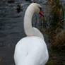 swan