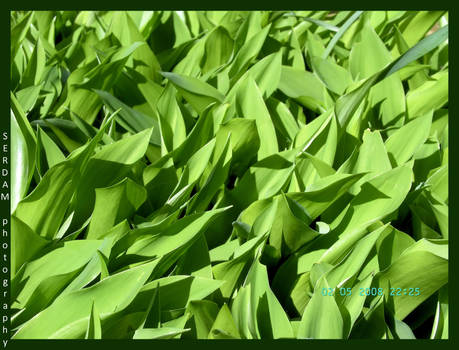 Lilies Of The Valley