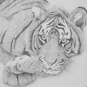 Black and White Tiger