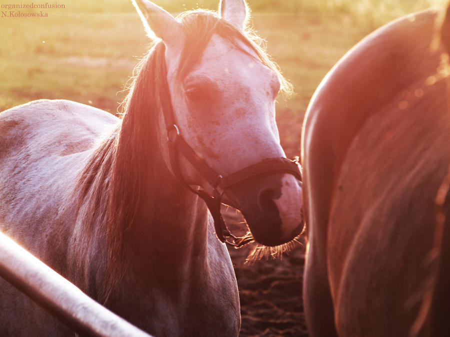 sunny horse