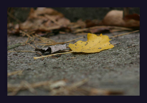 autumn leaf