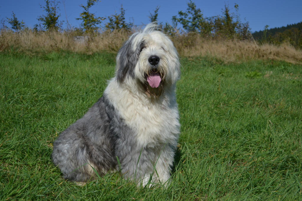 Bobtail Bobtail dog 1 by AlanCrazy on DeviantArt
