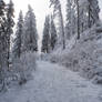 Path in winter forest