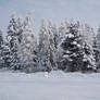 winter landscape