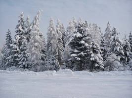 winter landscape