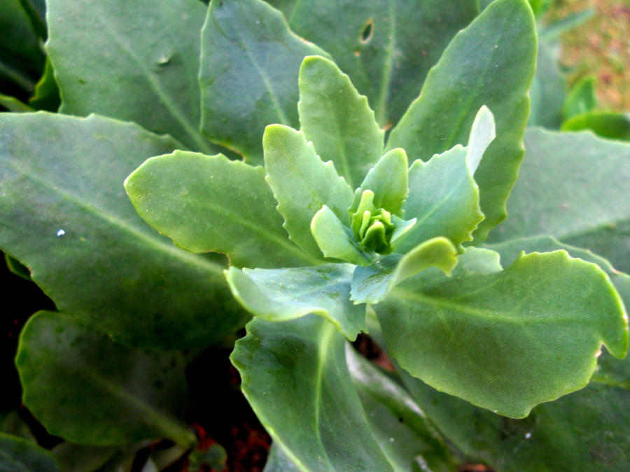 Random Plant by karterbeth on DeviantArt