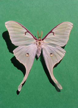 Actias Luna