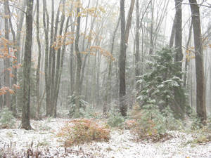 First Snow of the Season