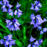 Blue Bells