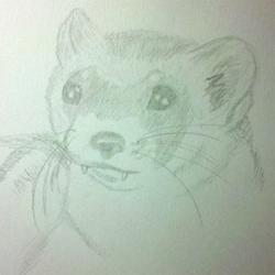 Ferret