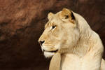 Lioness 1527 by maddog1138