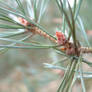 Branch of a Pine tree