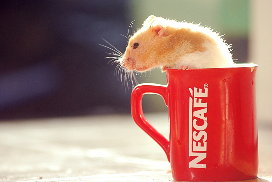 kopi hamster