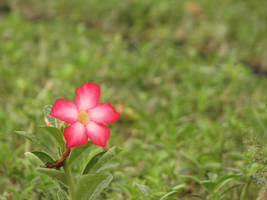 adenium 01