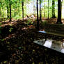 Bench in the Woods