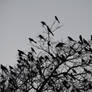 Texas black birds