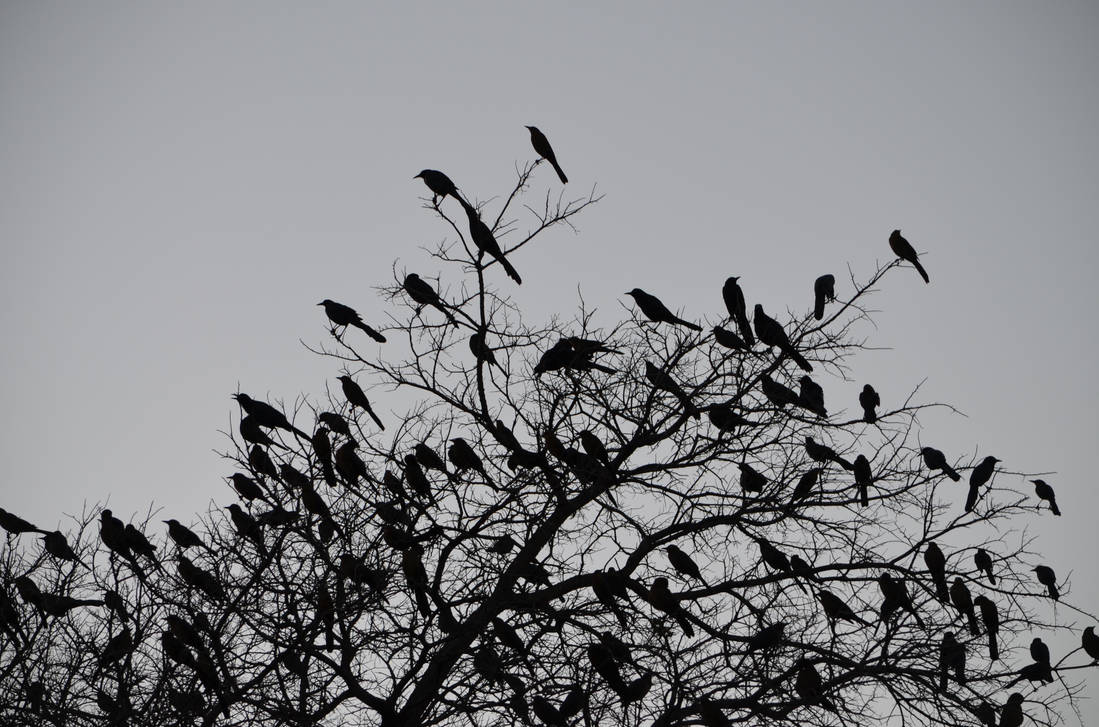 Стая черных птиц